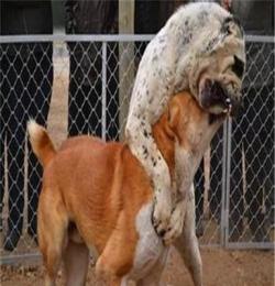 黄梅阿拉斯加犬，比熊犬，博美犬品种纯正，肉质一流