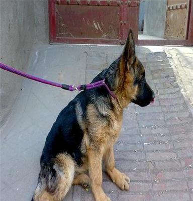 南宁杜高二个月以上犬出售，杜高视频观看