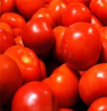 靖远特产 新鲜西红柿 番茄 绿色蔬菜 批发 厂家直销