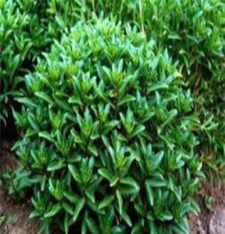 供應救心菜種苗0.3元/棵。棵棵帶根。