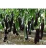 供应辽宁温室蔬菜品种有 紫茄子 尖椒 黄瓜 陆续上市