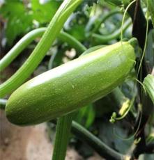 趣植园艺有机蔬菜西葫芦营养价值较高适应性强生长快,结果早 10粒