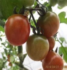 绿秾 新鲜水果 樱桃小番茄 小西红柿 千禧圣女果