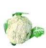 欢迎来电咨询 花菜 白花菜 新鲜白花菜 绿色天然蔬菜 优质