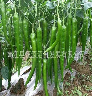 生产销售无机纯天然生态蔬菜新鲜辣椒 专业厂家 品质保障