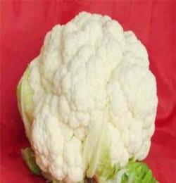 大量生产批发优质 保鲜白花菜 价格合理 质量保证 信誉良好