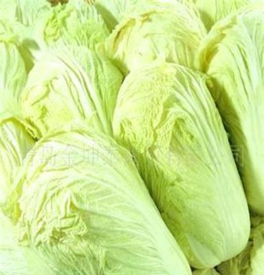 专业生产供应山东优质绿色食品蔬菜大白菜