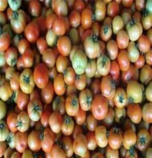 青岛新鲜西红柿 大量供应（图）