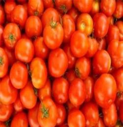 大量批发新鲜西红柿 厂家直销（图）