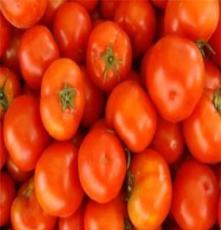 西红柿 大量批发