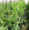 西红柿、大棚蔬菜西红柿、西红柿盆景等