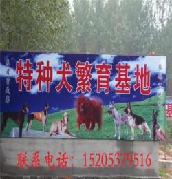 山东省烟台市栖霞市牧羊犬养殖技术幼犬价格