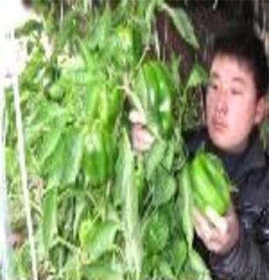 山东聊城莘县董杜庄山王庄西瓜蔬菜交易市场