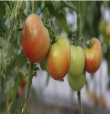 供应六丰商城生态自然有机番茄