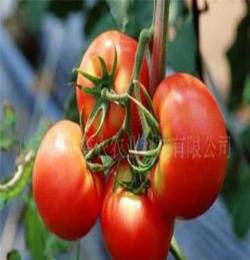 A山东寿光睿农农业科技有限公司供应无公害有机蔬菜-番茄