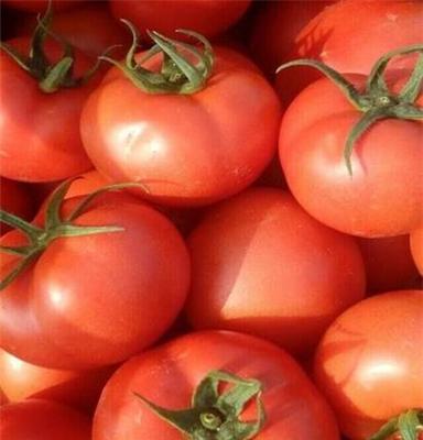 山东番茄产地山东西红柿批发