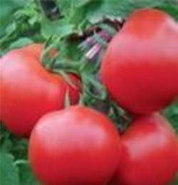 大红西红柿销售基地山东西红柿产地山东西红柿批发市场