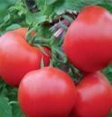 大红西红柿销售基地山东西红柿产地山东西红柿批发市场