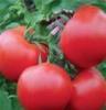 西红柿盛产基地山东西红柿批发基地山东西红柿价格山东西红柿