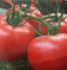 供应欧盾圣尼斯番茄种子--欧盾