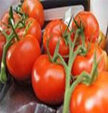 供应番茄种子荷兰进口番茄种子--先锋309