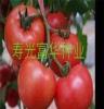 提供圣尼斯抗病毒番茄种子-欧贝