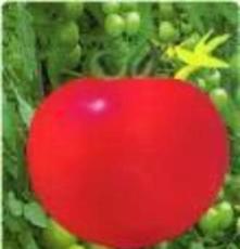 大量供应营养丰富 优质西红柿