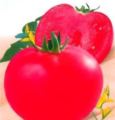 大量供应营养丰富 西红柿 无公害宝石西红柿