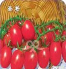 大量供应营养丰富的粉果西红柿 无公害