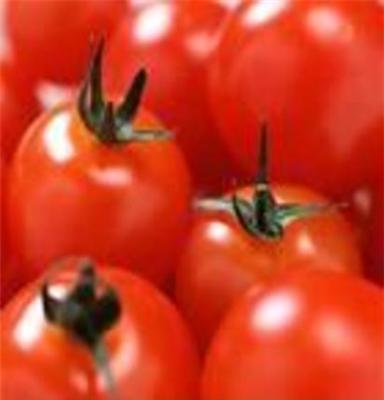 大量供应营养丰富 西红柿 无公害 欢迎订购