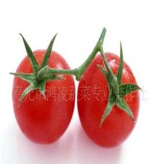 供应优质西红柿 寿光蔬菜 基地直供 物美价廉