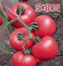 越冬早春耐寒抗病西红柿种子-苏菲亚