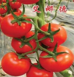 供应进口高产越冬耐寒西红柿种子-艾娜德