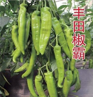供应日本进口耐寒高产顺直大果型辣椒种子-丰田椒霸