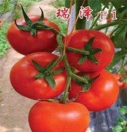 早春秋延精品大红高产番茄种子-瑞泽