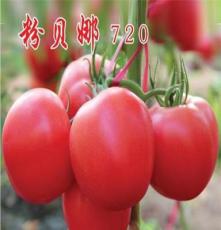 供应进口越冬大果型高产耐寒西红柿种子-粉贝娜720