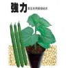 供应日本进口抗病黄瓜嫁接砧木种子-“强力冠军”