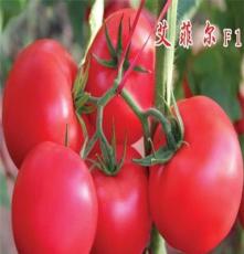 供应荷兰进口早春精品果番茄种子-艾菲尔