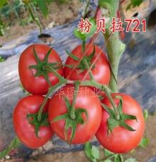 优质进口抗TY病毒西红柿种子番茄种子-粉贝拉721