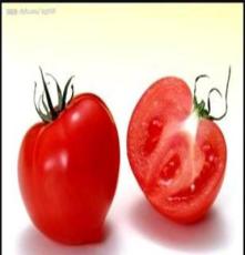 西红柿 无公害番茄西红柿