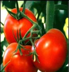 西红柿 无公害番茄 柿子