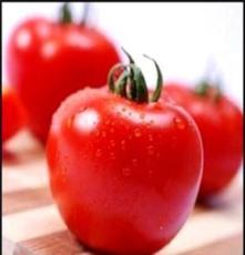 直销西红柿 无公害番茄 西红柿