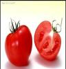 西红柿 无公害番茄