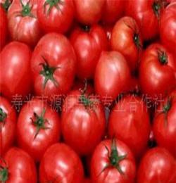 寿光市源润果蔬专业合作社供应绿色无公害蔬菜，寿光蔬菜，小番茄