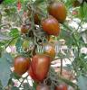 西红柿供应樱桃西红柿（紫）