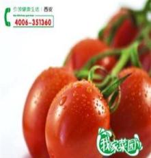 我家菜园 -圣女果-小西红柿番茄-生态蔬菜-新鲜蔬菜西安配送