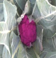 有机.特色蔬菜 紫色花椰菜