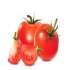 供应绿色无公害蔬菜-番茄/西红柿价格优惠，天然大棚种植