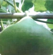 苏州太湖蔬菜种植有限公司 “太湖绿”日本南瓜 绿色无公害