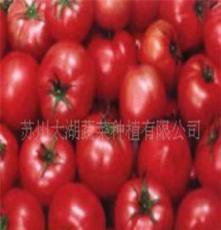 苏州太湖蔬菜种植有限公司 绿色无公害番茄 欢迎选购